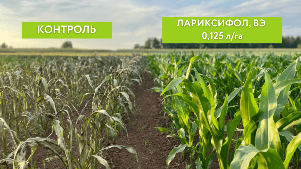 Полевой опыт с препаратом Лариксифол, ВР из Удмуртии