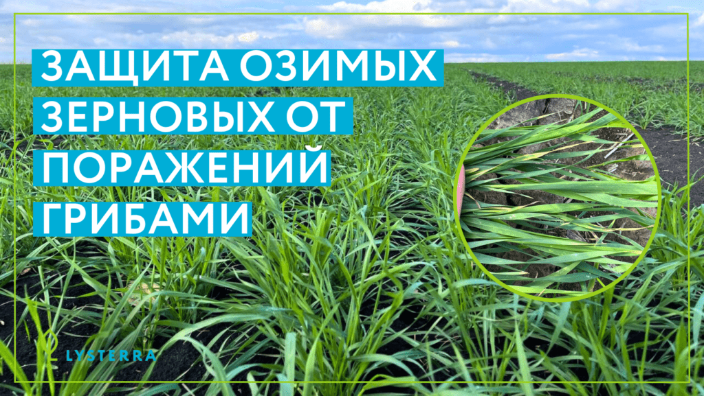 Как уберечь озимые зерновые от поражений грибами