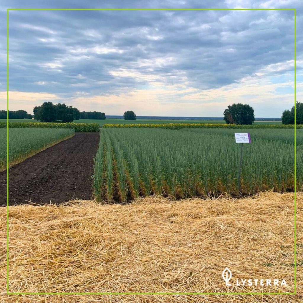 День поля «Кургансемена» — традиция, проверенная временем