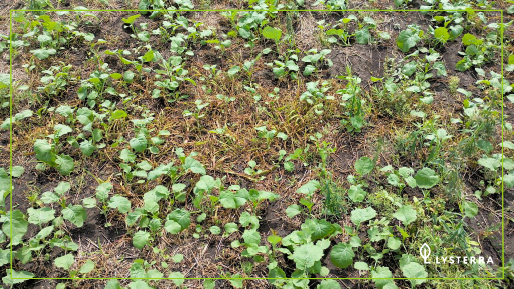 ФлангАгро, КЭ в посевах ярового рапса