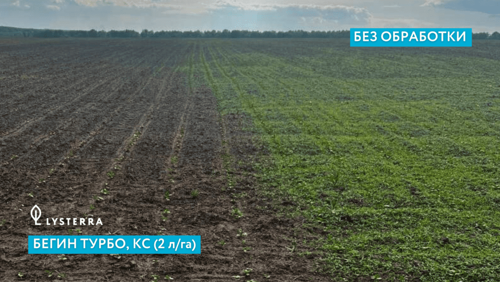 Почвенная защита всходов подсолнечника гербицидом Бегин Турбо, КС
