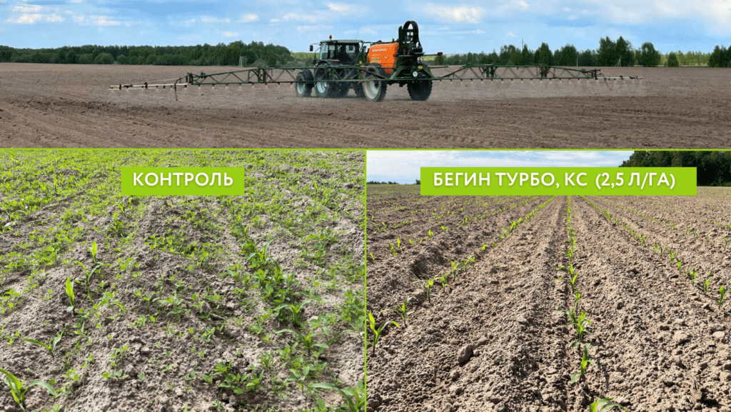 Работа почвенного гербицида Бегин Турбо, КС на кукурузе