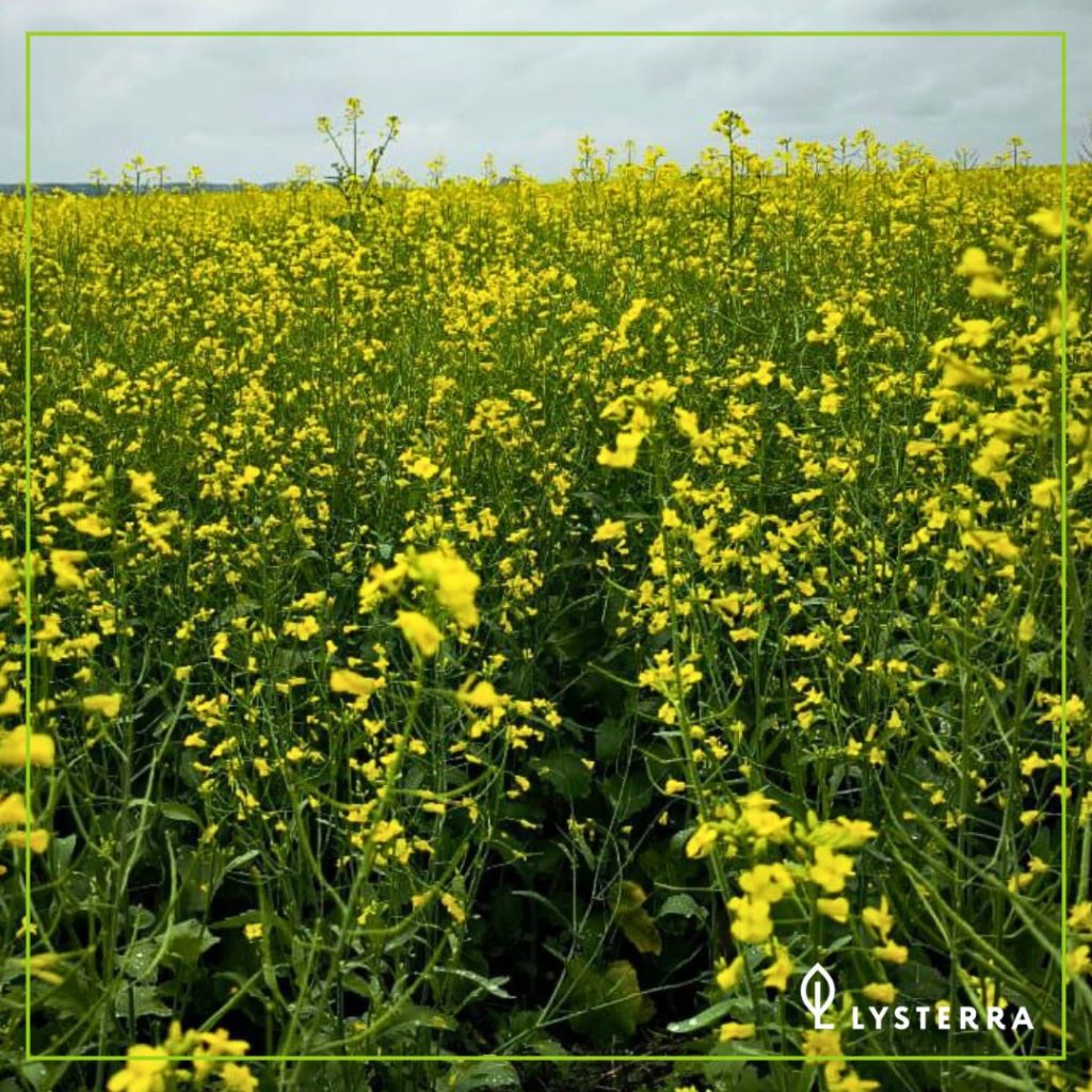 Применение Теафол, ВР для регуляции роста рапса