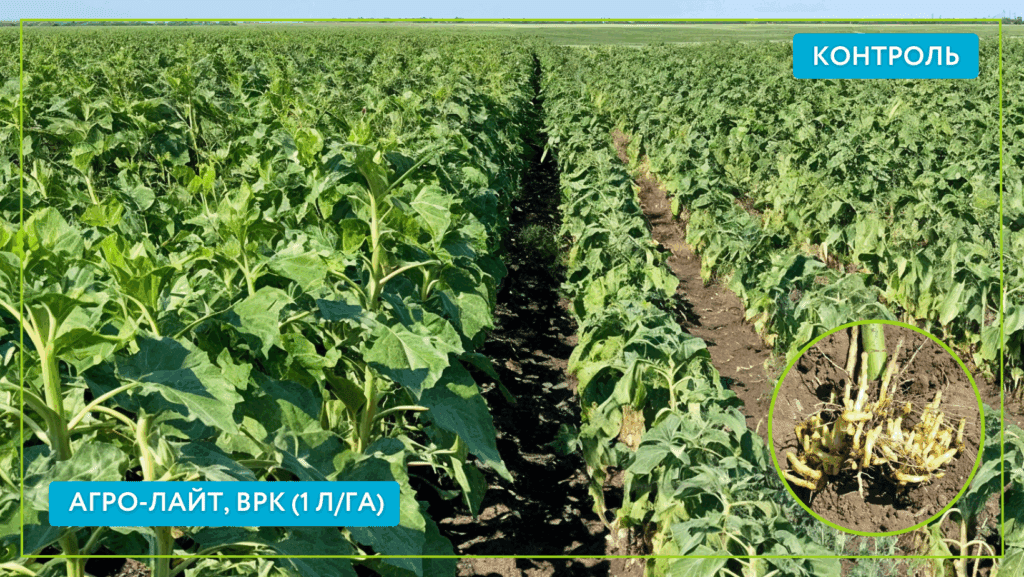 Полевой кейс: как остановить заразиху и сохранить урожай подсолнечника