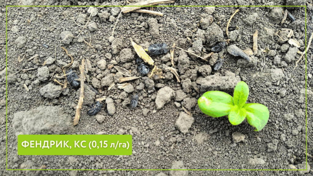 Защита подсолнечника от медляка и долгоносиков: кейс по применению Фендрик, КС