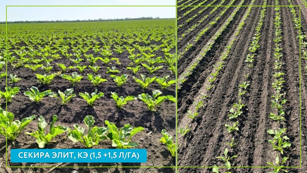 Секира Элит, КЭ в посевах сахарной свёклы