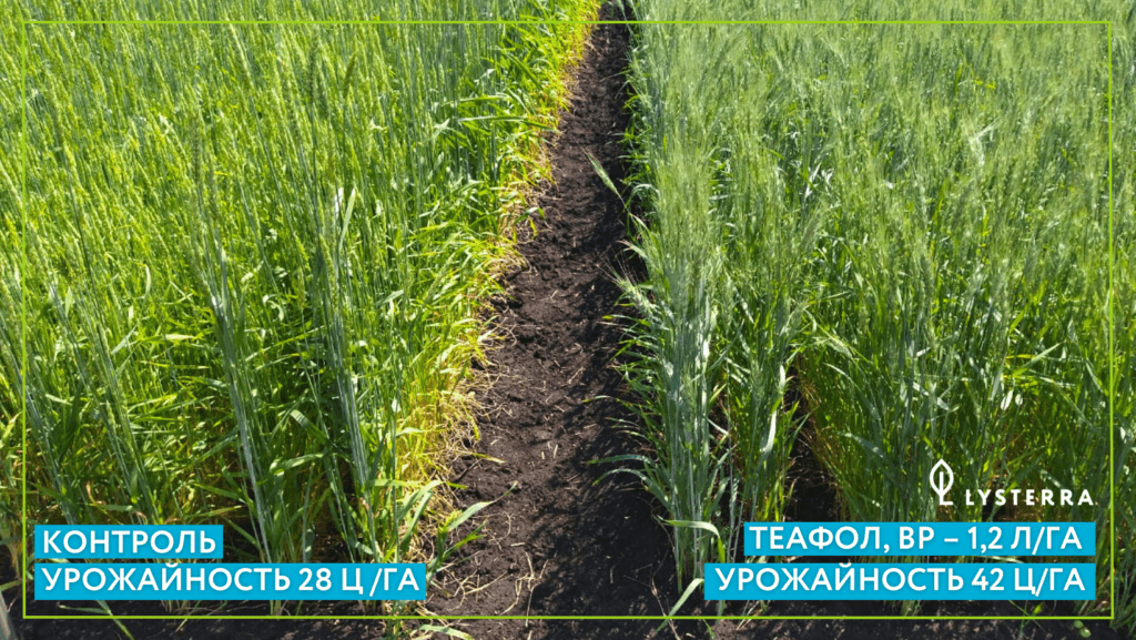 Опыт применения регулятора роста Теафол, ВР на озимой пшенице