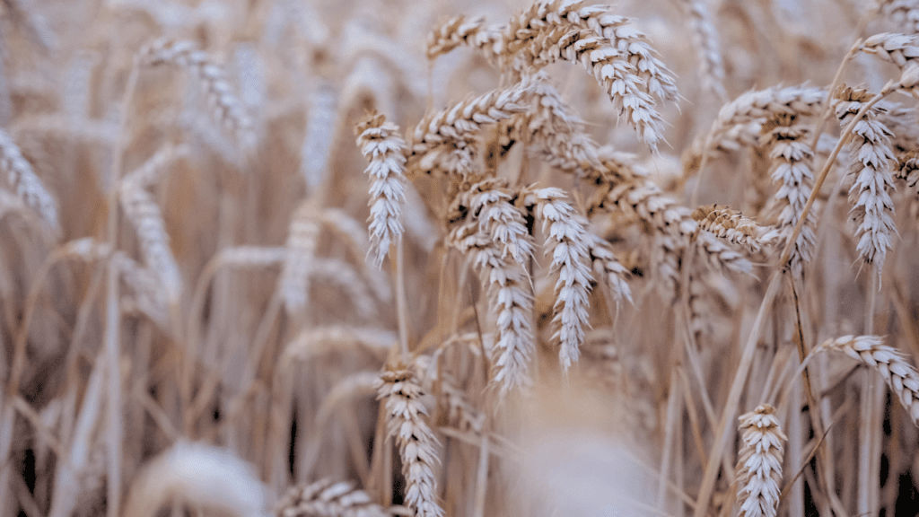 Три ключа к «Отличному старту» озимой пшеницы