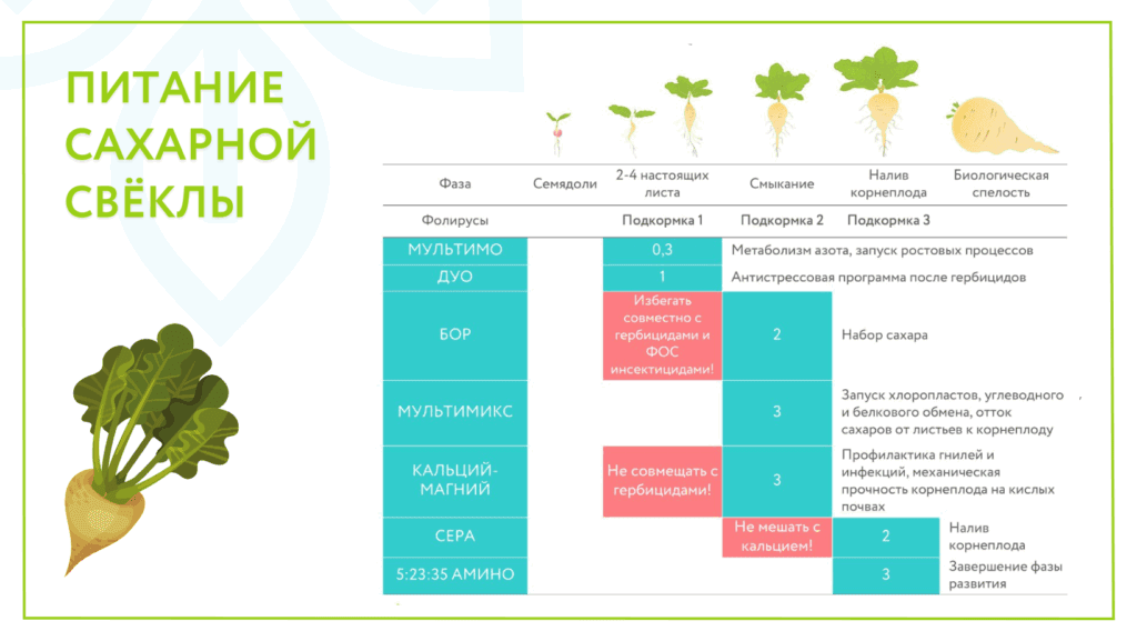 Листовое питание сахарной свёклы: особенности применения