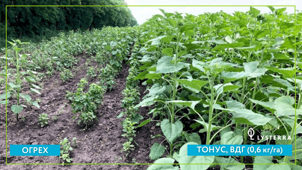 Защита подсолнечника фунгицидом Тонус, ВДГ