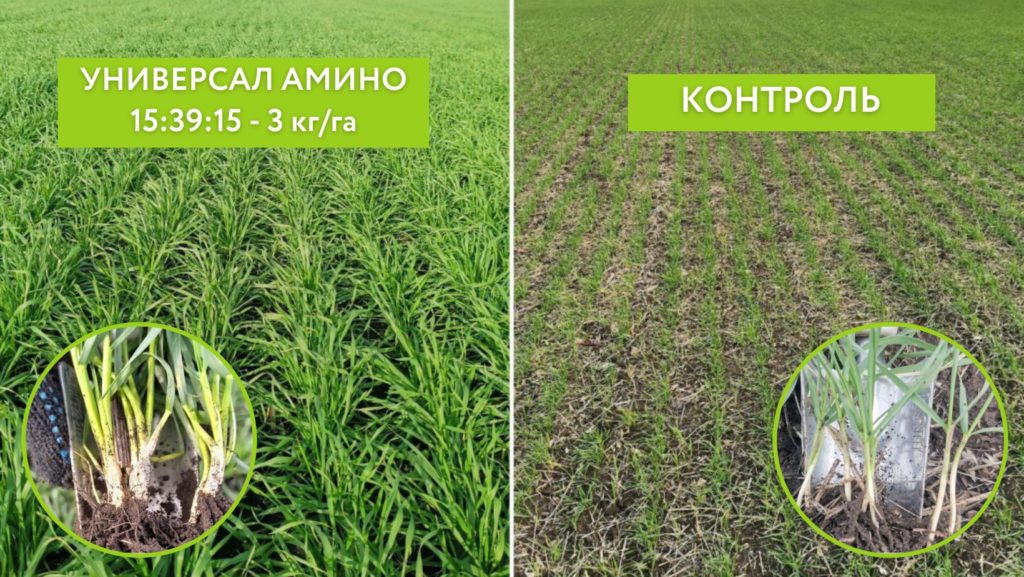 Результат осенней обработки озимой пшеницы УНИВЕРСАЛ АМИНО 15:39:15