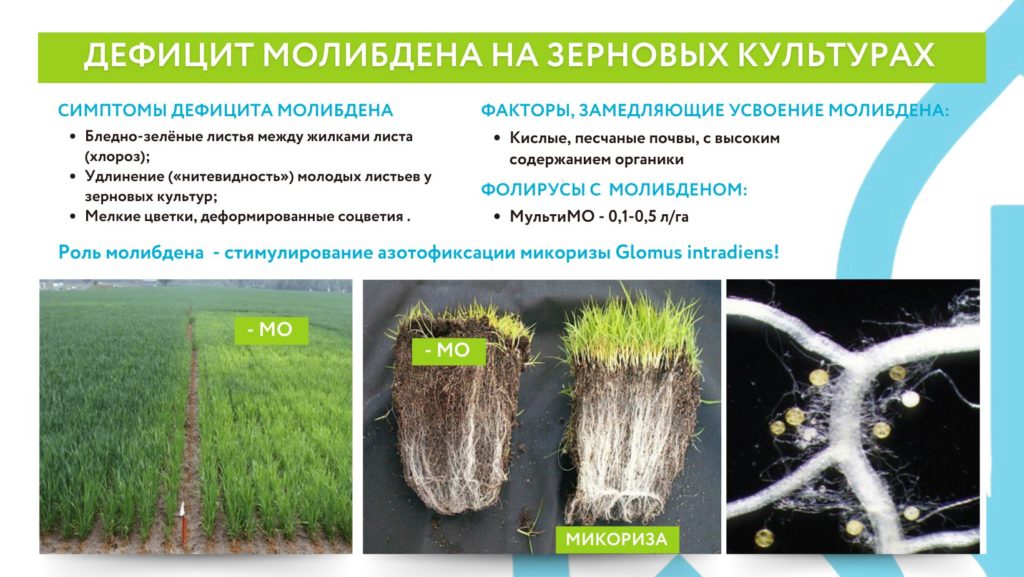 Дефицит молибдена на зерновых культурах