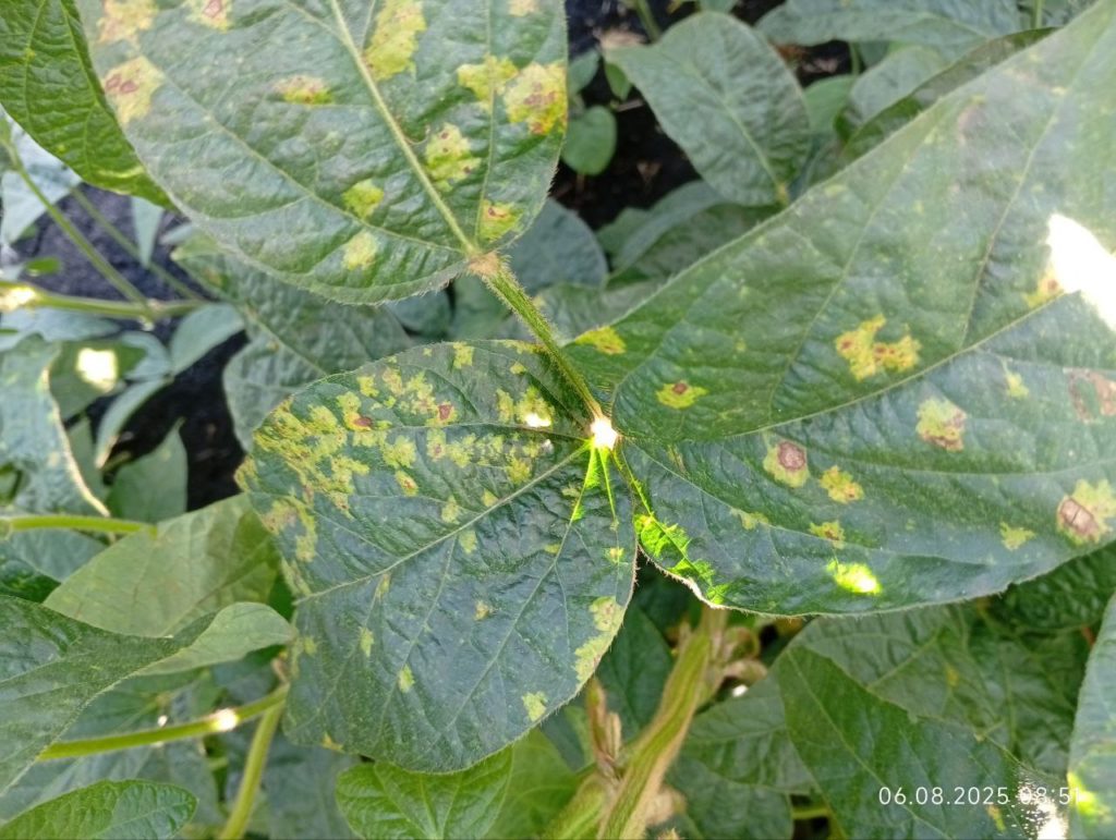 Ложная мучнистая роса сои: как распознать и не потерять урожай