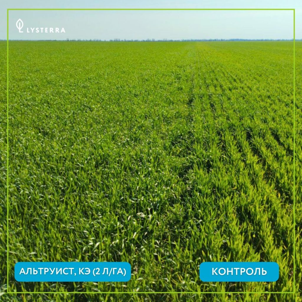 Пример работы фунгицида Альтруист, КЭ на озимой пшенице