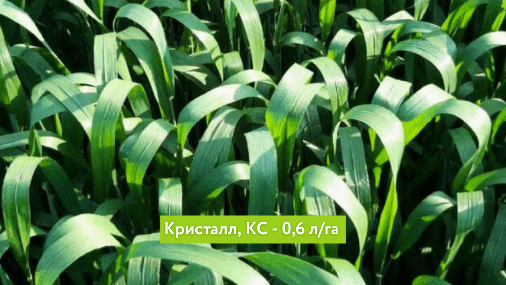 Кристалл, КС на озимой пшенице — контроль/результат