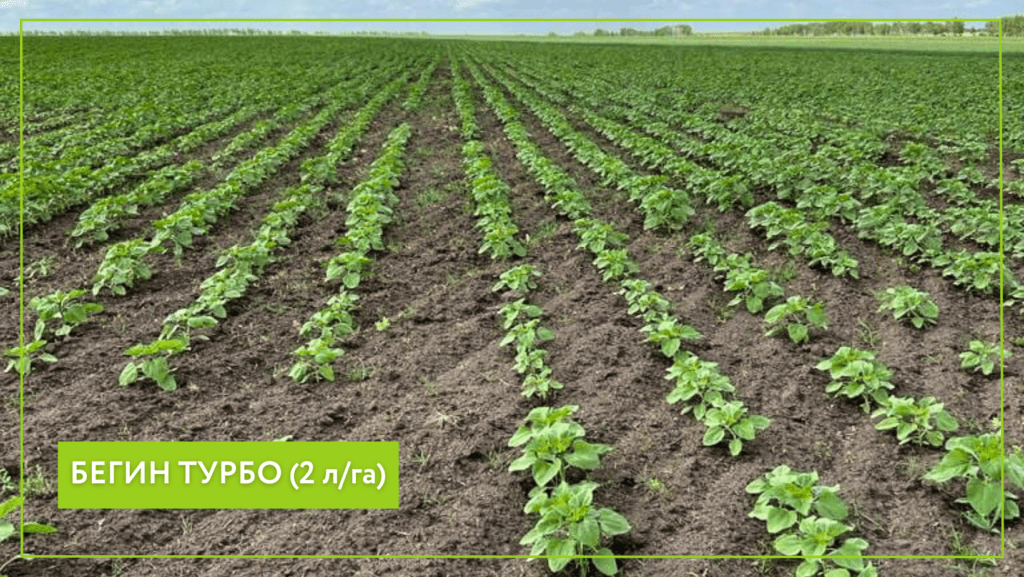 Почвенная защита всходов подсолнечника гербицидом Бегин Турбо, КС
