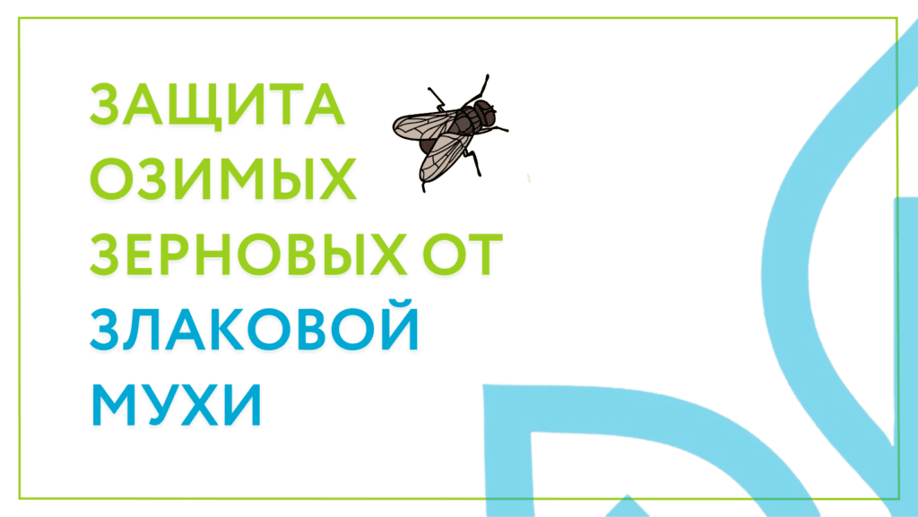 Защита озимых зерновых культур от злаковой мухи в условиях засушливой осени