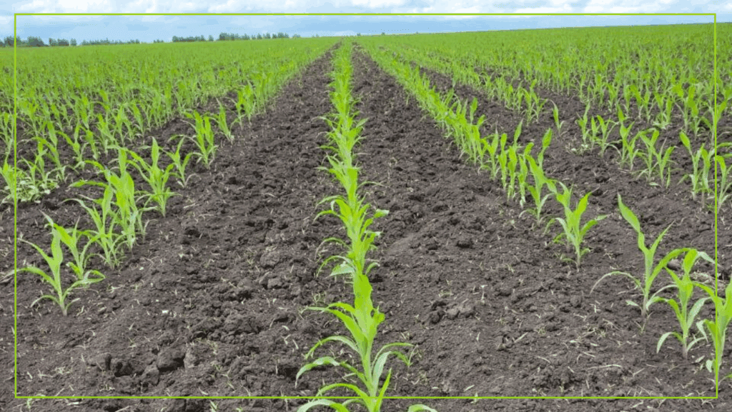 Результат работы гербицида Меткий, МД на кукурузе