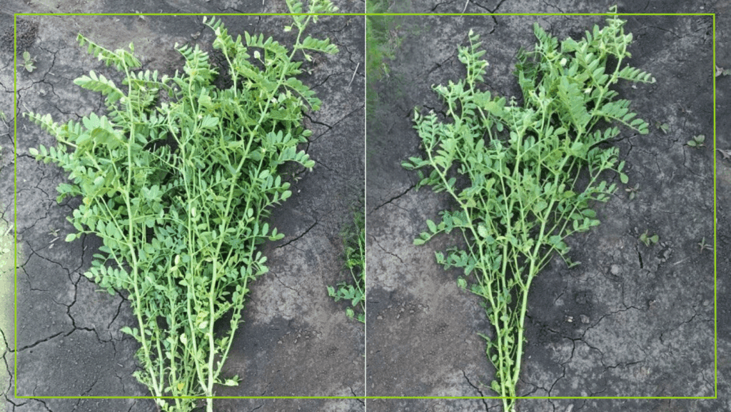 Листовая обработка нута микроэлементами