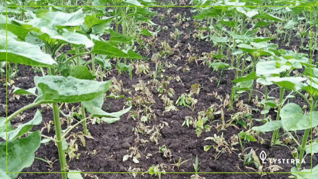 Артстар, ВДГ в посевах подсолнечника