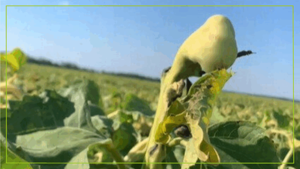 Редукция корзинки у SU-подсолнечника