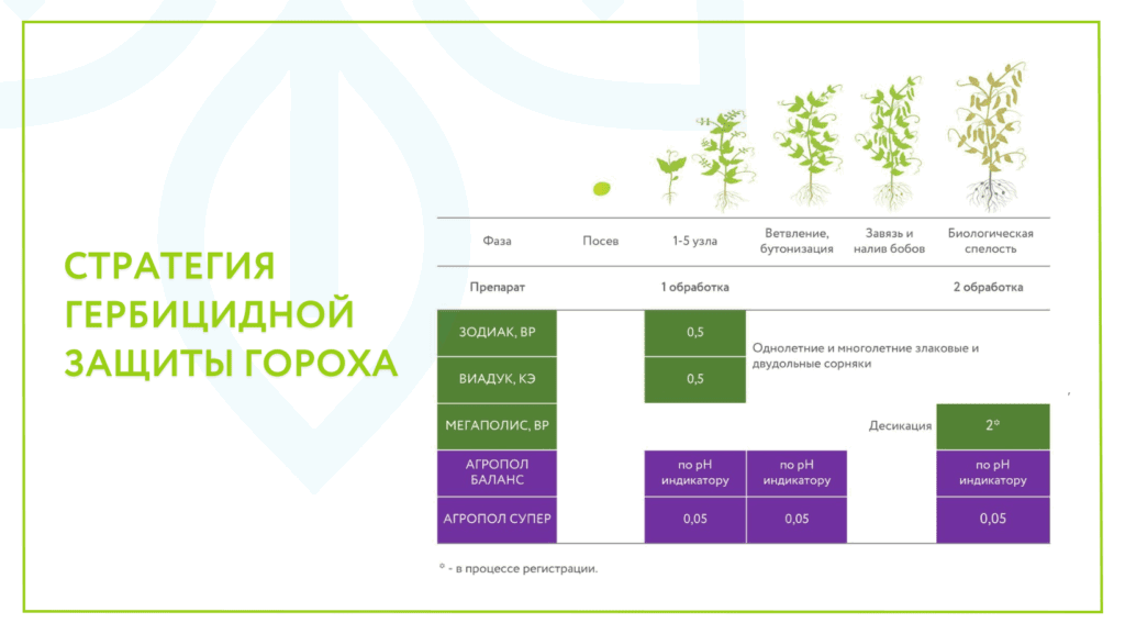 Эффективная гербицидная стратегия в горохе: контроль сорняков как основа урожайности