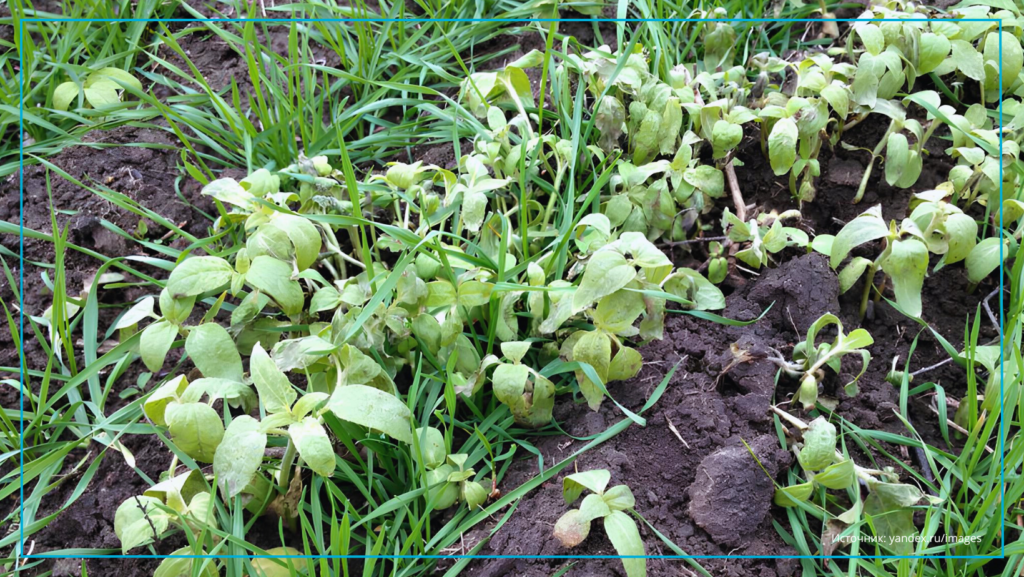 Эффективная борьба с падалицей подсолнечника в посевах зерновых культур