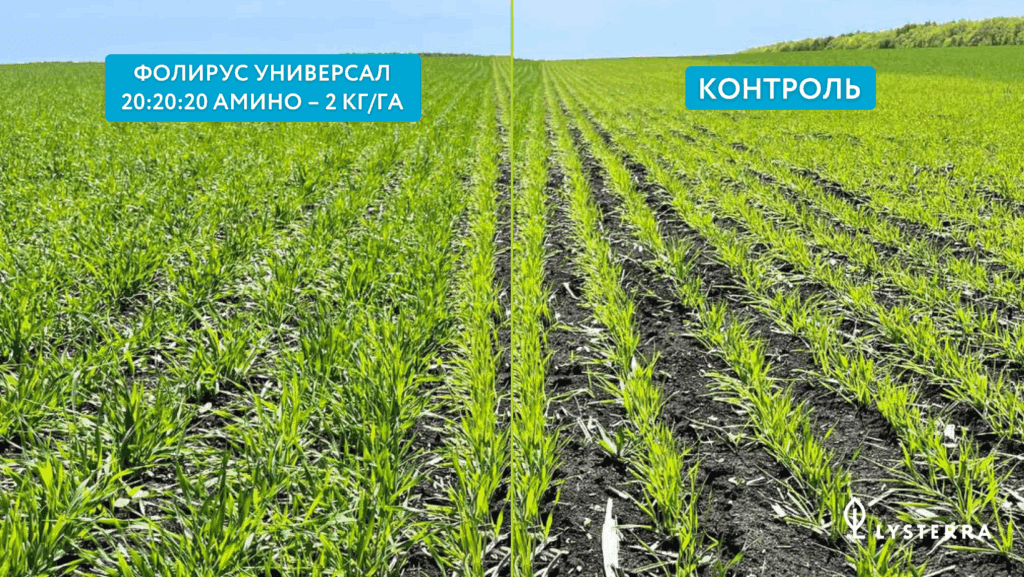 Фолирус Универсал 20:20:20 Амино на озимой пшенице