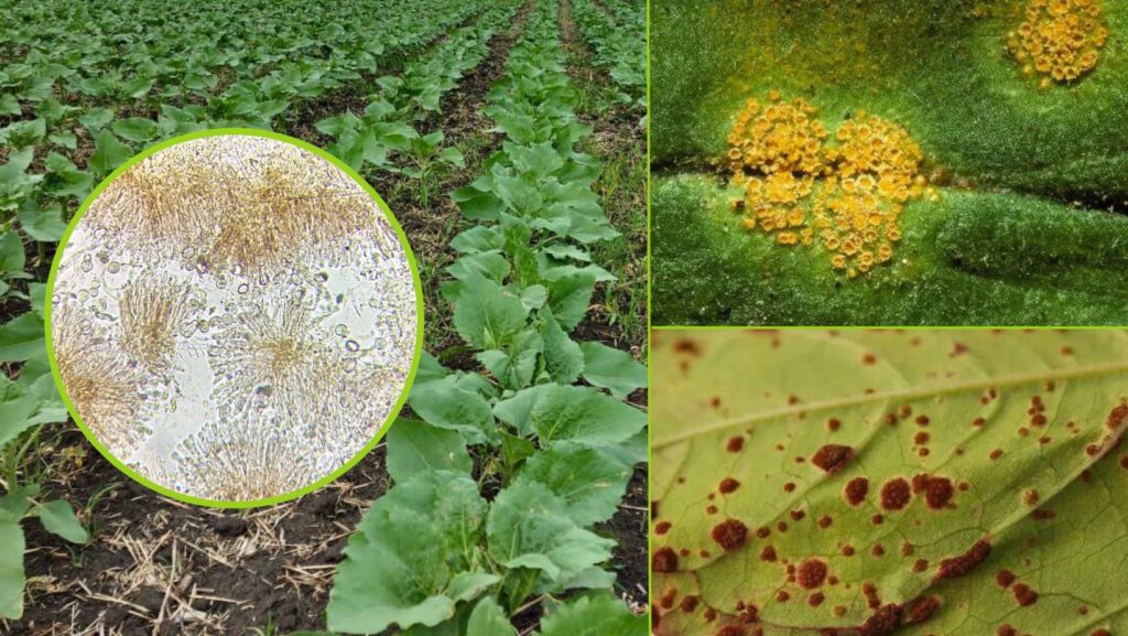 Ржавчина подсолнечника (Puccinia helianthi Schwein.) в стадии спермогоний и эций.