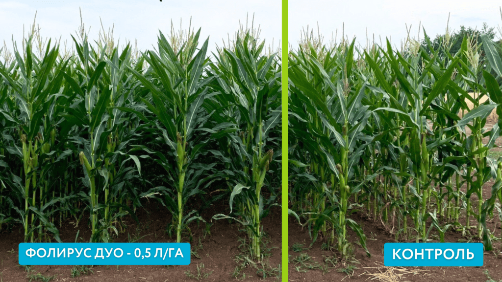 Фолирус Дуо в посевах кукурузы
