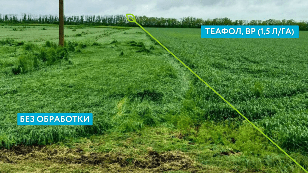 Результат применения Теафол, ВР на озимой пшенице