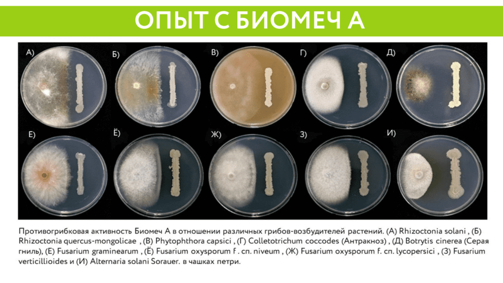 Опыт с Биомеч А (Azospirillum brasilence ОТ -22 -2%)
