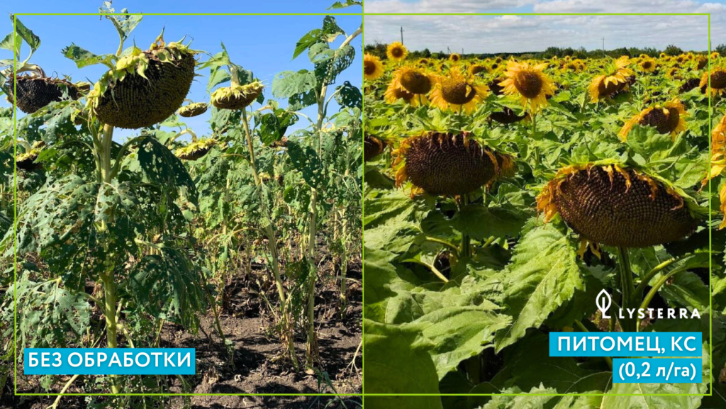 Инсектицид Питомец, КС в посевах подсолнечника